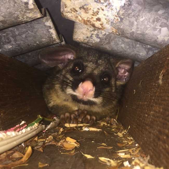 How to Stop Possums From Chewing Your Cables! Kenner Electrics